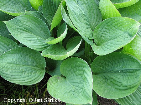  Hosta Fortunei-Ryhm 'Hyacinthina'